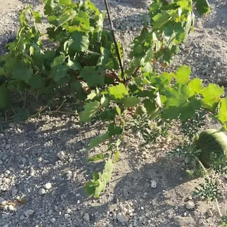 Finikas Cave House Apartamento *